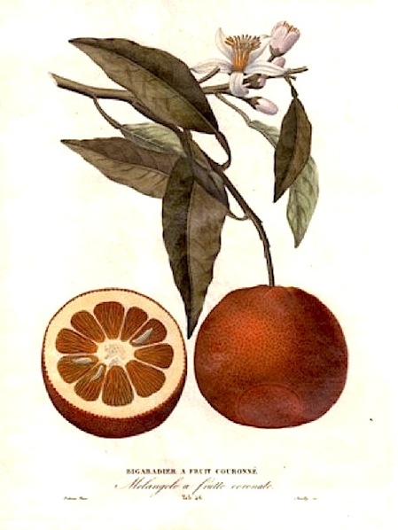 Poiteau Pierre Antoine (1766-1854) Bigardier a fruit couronné - Melangolo a frutto coronato 1818-1820 Parigi 